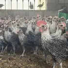 صوص فيومي شبابي دم صافي