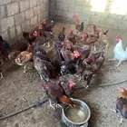 ديك بلدي
