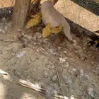 بط مصري وصيصان