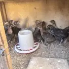 فراريج للبيع