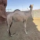 بكرة للبيع