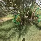 نخل مثمر يوجد كميات ومقاسات مختلفه الصامل يتواصل معي