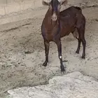 تيس فحل