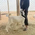 تيس للبيع