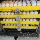 مشروع دجاج عربي وافرق كامل