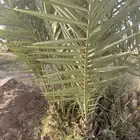للبيع فروخ نخل اخلاص