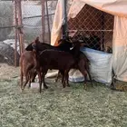 4 تيوس دهم كفو مغلقه