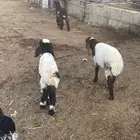 طليان ورخال تربيه رواضيع