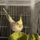 جده