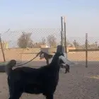تيس ذبايح لباني