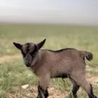 عنز قزميه مطفل بجفره