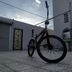 كوبرا احمر للبيع