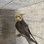 عصفور كروان اليف للبيع