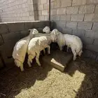 طليان حريات