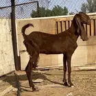 للبيع عنز ضعيف