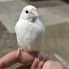 جاوا اليف
