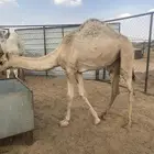 بكرة على الحليب كفوا للبيع