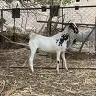 للبيع تيس نار
