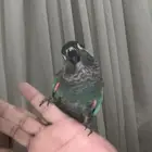 كنيور أليف جدا