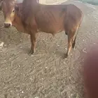 للبيع حسيل