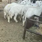 طليان حريه