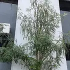 اوراق مورينقا   بذور مورينقا