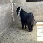 فحل عارضي مشروط القريع