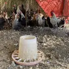 دجاج فيومي