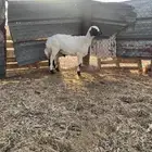 للبيع طلي العدد 1 وتيوس العدد 2