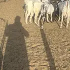 تيوس مع الذبح والتوصيل داخل مكه