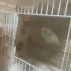 عصافير باجي جوز