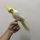 كروان لاتينو اليف