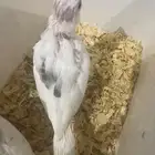 فرخ كروان بصمه و كلير بايد