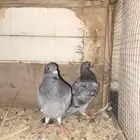 حمام
