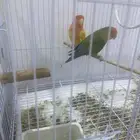 سلام عليكم ورحمة الله وبركاته