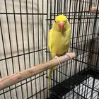 تم البيع تم البيع ذكر لاتينو عيون حمراء