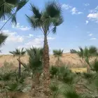 نخل وشنطني زينه