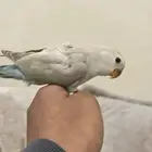 روز اثنين ألون رهيبه تم البيع