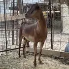 عنز دافع جنوبيه