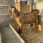 للبيع تيس مخصي