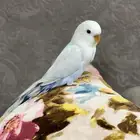 فررخ روز غر