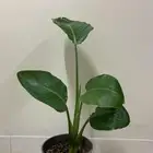 نباتات داخلية