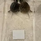 سلاحف برمائية