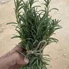 روزماري إكليل الجبل طازج عضوي من المزرعة