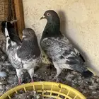 كمنقرات