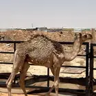 قعود
