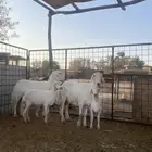 حريات
