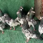 حمام باكستاني طيار