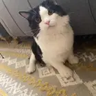 قط شيرازي 7 اشهر