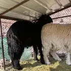 طليان للبيع